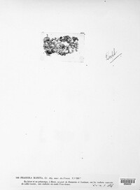 Image Associated With the Occurence